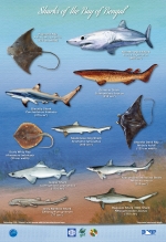 Sharks of the Bay of Bengal pt.2